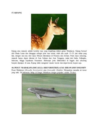 20 hewan langka di indonesia | DOCX