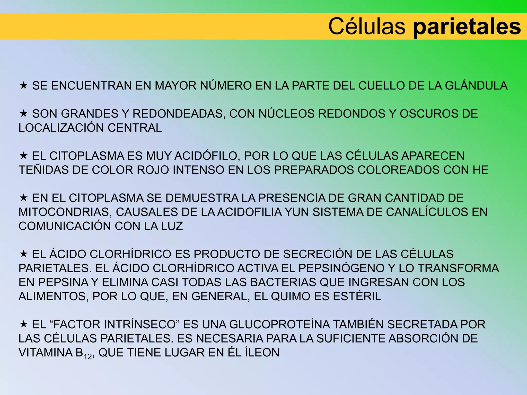 Células parietales

 SE ENCUENTRAN EN MAYOR NÚMERO EN LA PARTE DEL CUELLO DE LA GLÁNDULA

 SON GRANDES Y REDONDEADAS, CON NÚCLEOS REDONDOS Y OSCUROS DE
LOCALIZACIÓN CENTRAL

 EL CITOPLASMA ES MUY ACIDÓFILO, POR LO QUE LAS CÉLULAS APARECEN
TEÑIDAS DE COLOR ROJO INTENSO EN LOS PREPARADOS COLOREADOS CON HE

 EN EL CITOPLASMA SE DEMUESTRA LA PRESENCIA DE GRAN CANTIDAD DE
MITOCONDRIAS, CAUSALES DE LA ACIDOFILIA YUN SISTEMA DE CANALÍCULOS EN
COMUNICACIÓN CON LA LUZ

 EL ÁCIDO CLORHÍDRICO ES PRODUCTO DE SECRECIÓN DE LAS CÉLULAS
PARIETALES. EL ÁCIDO CLORHÍDRICO ACTIVA EL PEPSINÓGENO Y LO TRANSFORMA
EN PEPSINA Y ELIMINA CASI TODAS LAS BACTERIAS QUE INGRESAN CON LOS
ALIMENTOS, POR LO QUE, EN GENERAL, EL QUIMO ES ESTÉRIL

 EL “FACTOR INTRÍNSECO” ES UNA GLUCOPROTEÍNA TAMBIÉN SECRETADA POR
LAS CÉLULAS PARIETALES. ES NECESARIA PARA LA SUFICIENTE ABSORCIÓN DE
VITAMINA B12, QUE TIENE LUGAR EN ÉL ÍLEON
 