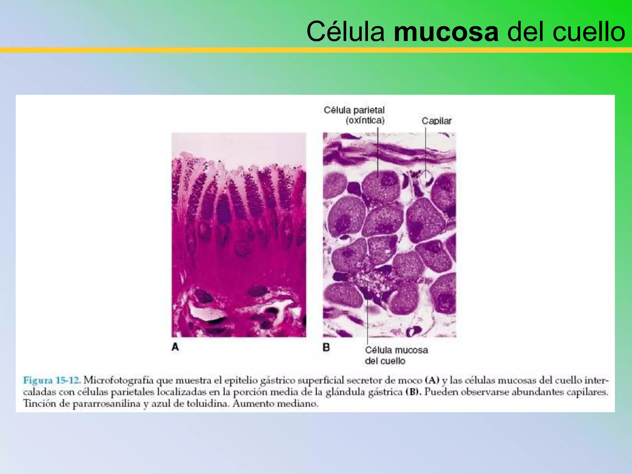 Célula mucosa del cuello
 