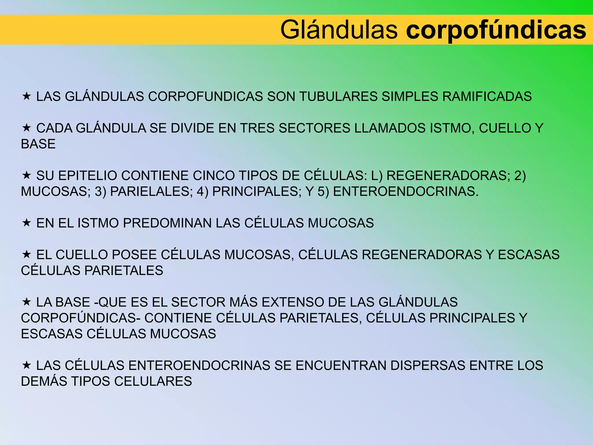 Glándulas corpofúndicas

 LAS GLÁNDULAS CORPOFUNDICAS SON TUBULARES SIMPLES RAMIFICADAS

 CADA GLÁNDULA SE DIVIDE EN TRES SECTORES LLAMADOS ISTMO, CUELLO Y
BASE

 SU EPITELIO CONTIENE CINCO TIPOS DE CÉLULAS: L) REGENERADORAS; 2)
MUCOSAS; 3) PARIELALES; 4) PRINCIPALES; Y 5) ENTEROENDOCRINAS.

 EN EL ISTMO PREDOMINAN LAS CÉLULAS MUCOSAS

 EL CUELLO POSEE CÉLULAS MUCOSAS, CÉLULAS REGENERADORAS Y ESCASAS
CÉLULAS PARIETALES

 LA BASE -QUE ES EL SECTOR MÁS EXTENSO DE LAS GLÁNDULAS
CORPOFÚNDICAS- CONTIENE CÉLULAS PARIETALES, CÉLULAS PRINCIPALES Y
ESCASAS CÉLULAS MUCOSAS

 LAS CÉLULAS ENTEROENDOCRINAS SE ENCUENTRAN DISPERSAS ENTRE LOS
DEMÁS TIPOS CELULARES
 