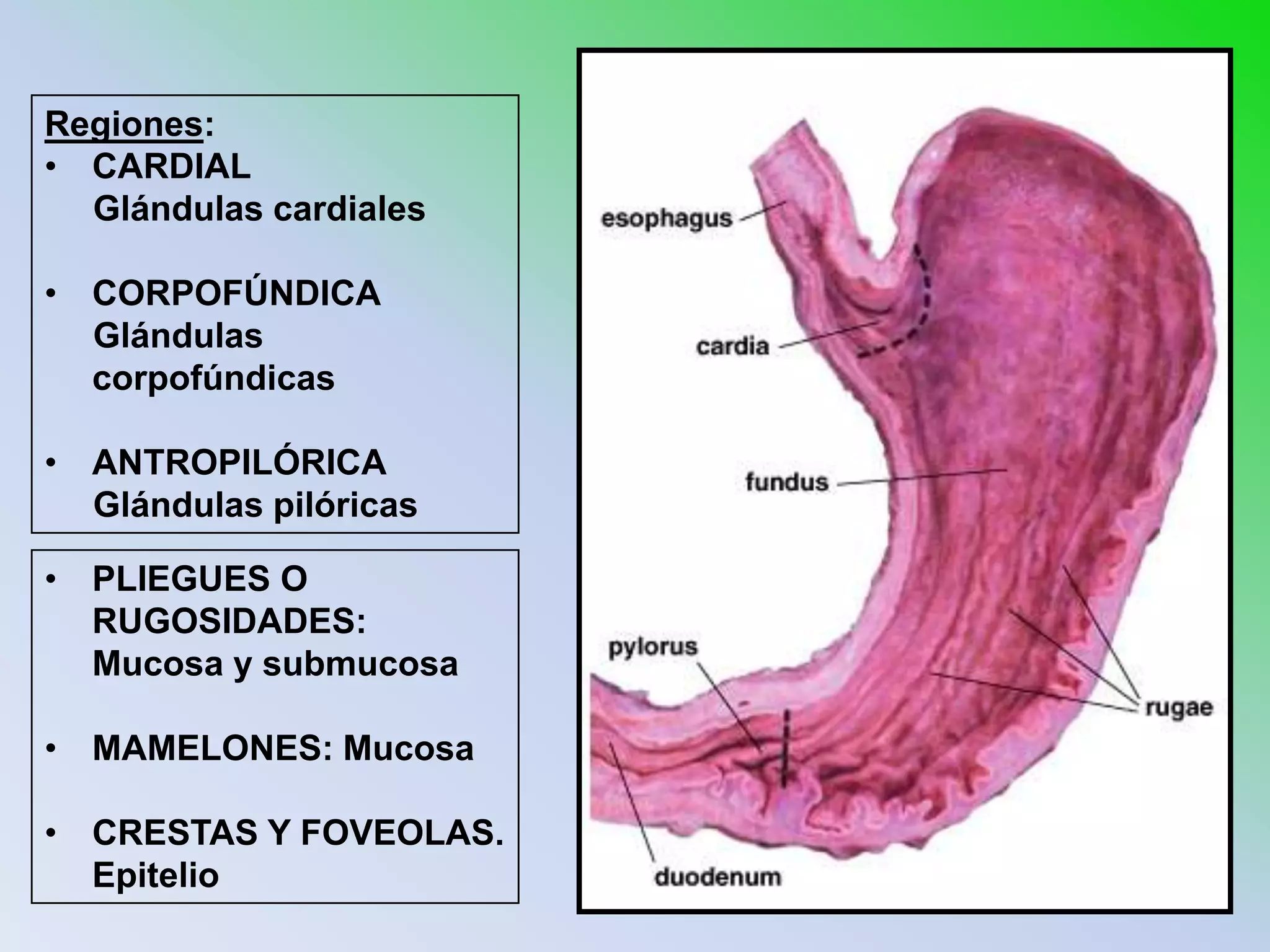 Regiones:
• CARDIAL
  Glándulas cardiales

• CORPOFÚNDICA
  Glándulas
  corpofúndicas

• ANTROPILÓRICA
  Glándulas pilóricas

• PLIEGUES O
  RUGOSIDADES:
  Mucosa y submucosa

• MAMELONES: Mucosa

• CRESTAS Y FOVEOLAS.
  Epitelio
 