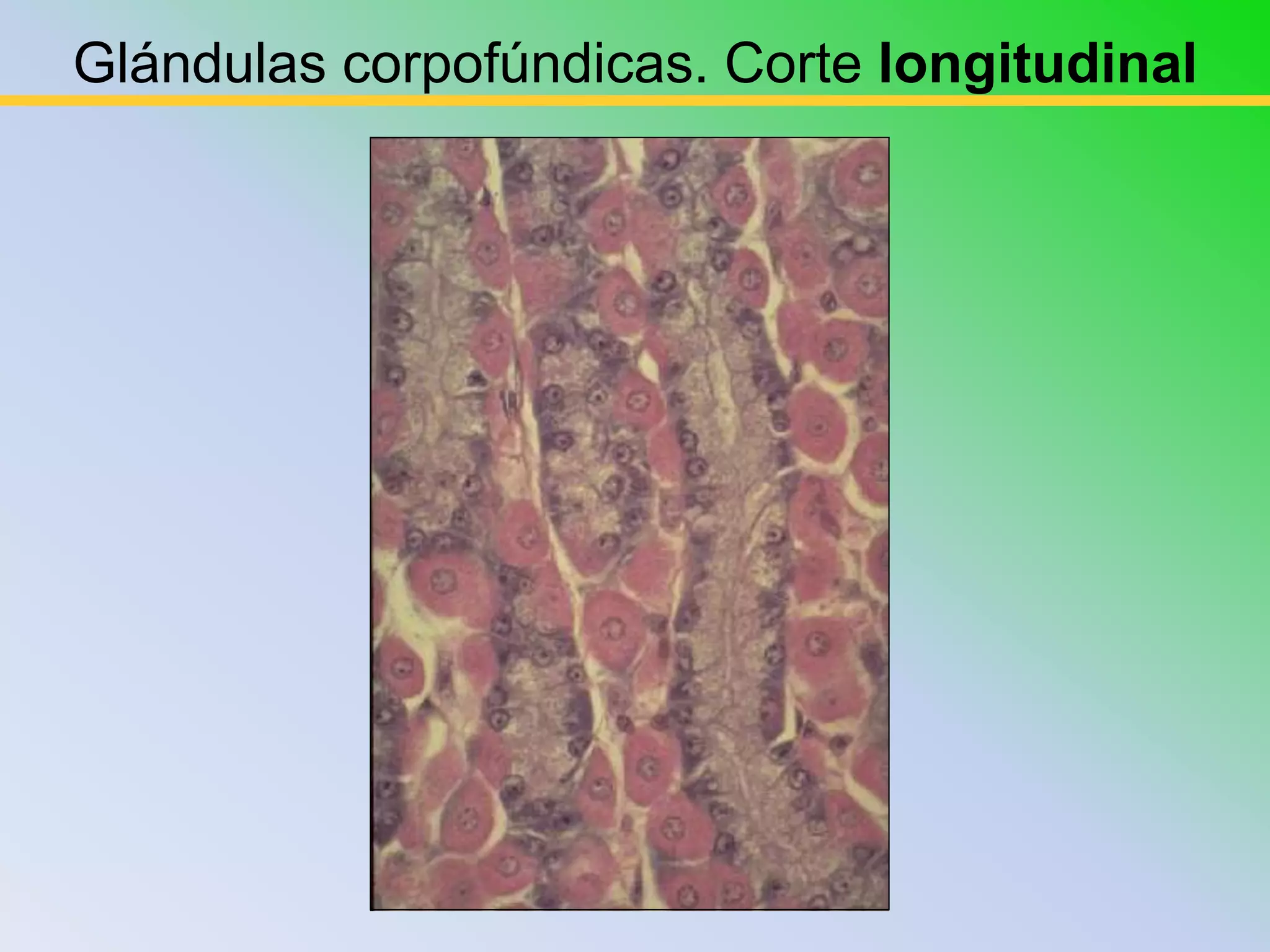 Glándulas corpofúndicas. Corte longitudinal
 