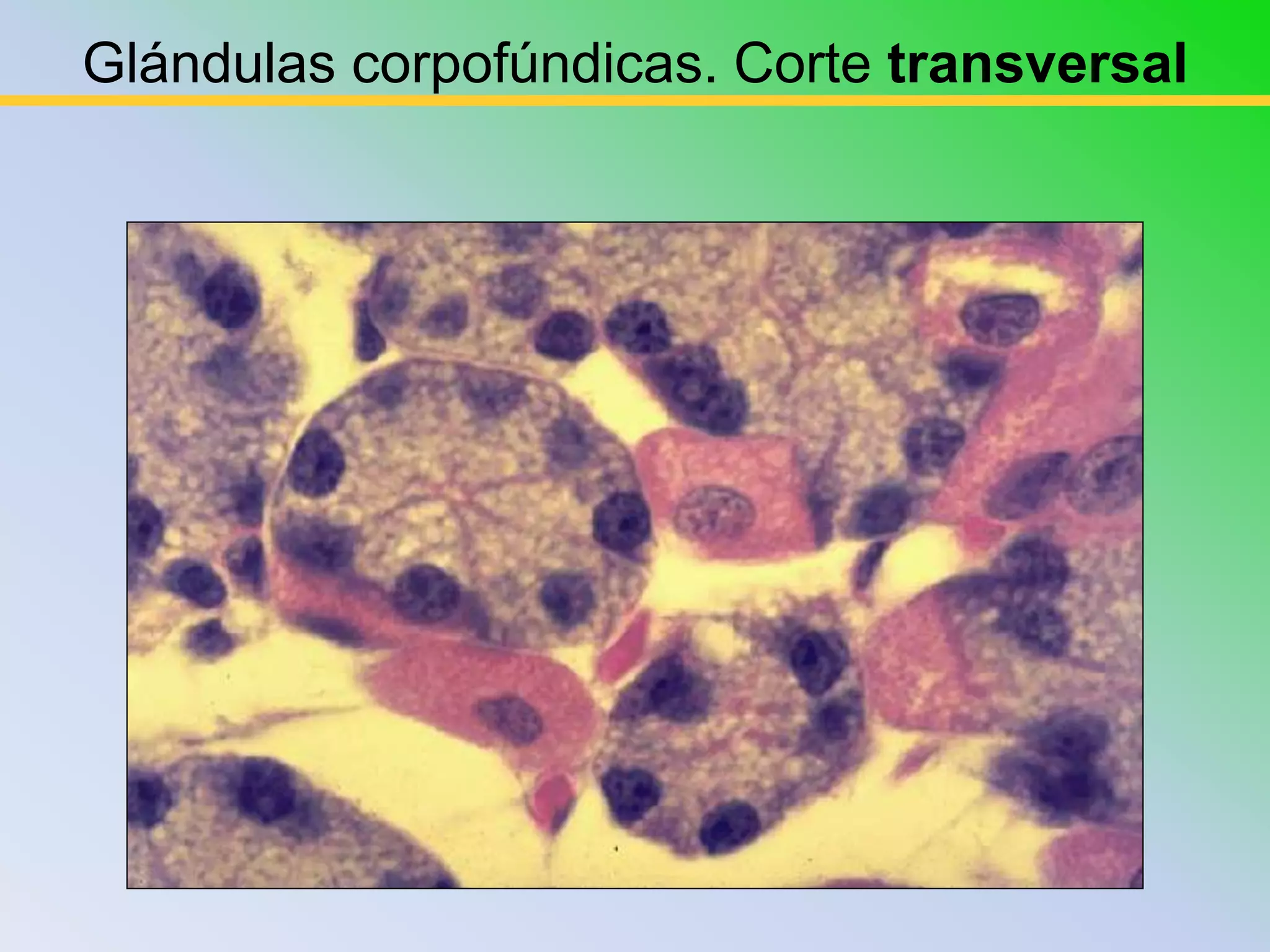 Glándulas corpofúndicas. Corte transversal
 