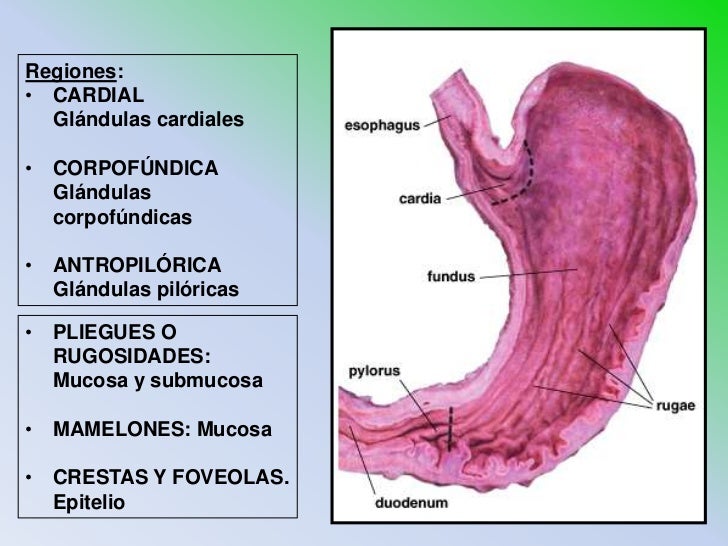 20 histo estomago mariana