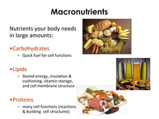 Human Nutrition | PPT | Healthy Cooking and Eating | Food & Drink