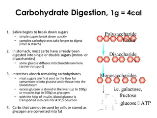 Carbohydrate Digestion, 1g = 4cal
Polysaccharide
Chain
Monosaccharides
1. Saliva begins to break down sugars
– simple sugars break down quickly
– complex carbohydrates take longer to digest
(fiber & starch)
2. In stomach, most carbs have already been
digested into single or double sugars (mono- or
disaccharides)
– some glucose diffuses into bloodstream here
(active transport)
3. Intestines absorb remaining carbohydrates
– most sugars are first sent to the liver for
conversion to into glucose and release into the
bloodstream
– excess glucose is stored in the liver (up to 100g)
or muscles (up to 500g) as glycogen
– with the help of insulin, blood glucose is
transported into cells for ATP production
4. Carbs that cannot be used by cells or stored as
glycogen are converted into fat
Disaccharide
s
i.e. galactose,
fructose
glucose  ATP
 