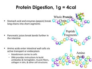 Protein Digestion, 1g = 4cal
Whole Protein
Chain
Amino
Acids
• Stomach acid and enzymes (pepsin) break
long chains into short segments
• Pancreatic juices break bonds further in
the intestine
• Amino acids enter intestinal wall cells via
active transport or endocytosis
– bloodstream carries to cells
– DNA provides instructions to build
antibodies & hemoglobin, muscle fibers,
collagen in skin, & other cell structures
Peptide
Fragments
 