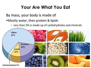 Your Are What You Eat
By mass, your body is made of
•Mostly water, then protein & lipids
– Less than 5% is made up of carbohydrates and minerals
 