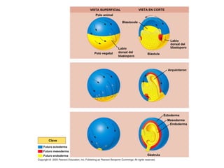 Endoderma Ne Rrenje 20 Induccion y organizador.ppt