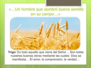«…Un hombre que sembró buena semilla
en su campo…»
Trigo: Es todo aquello que viene del Señor… Son todas
nuestras buenas obras mediante las cuales Dios se
manifiesta… El amor, la comprensión, la verdad…