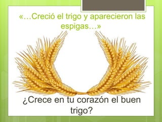 «…Creció el trigo y aparecieron las
espigas…»
¿Crece en tu corazón el buen
trigo?
