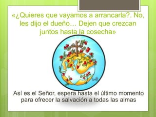 «¿Quieres que vayamos a arrancarla?. No,
les dijo el dueño… Dejen que crezcan
juntos hasta la cosecha»
Así es el Señor, espera hasta el último momento
para ofrecer la salvación a todas las almas