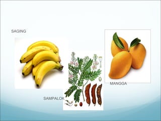 SAGING   MANGGA SAMPALOK 