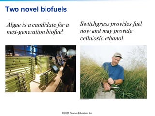 Two novel biofuels
Algae is a candidate for a
next-generation biofuel

Switchgrass provides fuel
now and may provide
cellulosic ethanol

© 2011 Pearson Education, Inc.

 