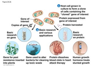 Figure 20.2b
Host cell grown in
culture to form a clone
of cells containing the
“cloned” gene of interest
Gene of
interest
Protein expressed from
gene of interest
Protein harvestedCopies of gene
Basic research
and various
applications
3
4
Basic
research
on protein
Basic
research
on gene
Gene for pest
resistance inserted
into plants
Gene used to alter
bacteria for cleaning
up toxic waste
Protein dissolves
blood clots in heart
attack therapy
Human growth
hormone treats
stunted growth
 