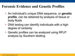 Forensic Evidence and Genetic Profiles
• An individual’s unique DNA sequence, or genetic
profile, can be obtained by analysis of tissue or
body fluids
• DNA testing can identify individuals with a high
degree of certainty
• Genetic profiles can be analyzed using RFLP
analysis by Southern blotting
© 2011 Pearson Education, Inc.
 