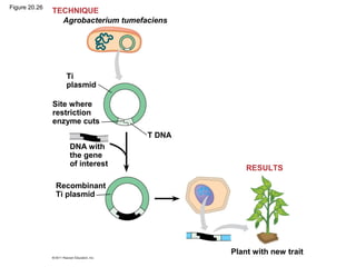Figure 20.26
Plant with new trait
RESULTS
TECHNIQUE
Ti
plasmid
Site where
restriction
enzyme cuts
DNA with
the gene
of interest
Recombinant
Ti plasmid
T DNA
Agrobacterium tumefaciens
 