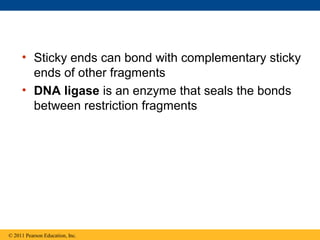 • Sticky ends can bond with complementary sticky
ends of other fragments
• DNA ligase is an enzyme that seals the bonds
between restriction fragments
© 2011 Pearson Education, Inc.
 