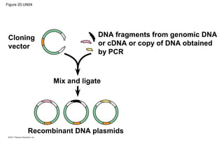 Figure 20.UN04
DNA fragments from genomic DNA
or cDNA or copy of DNA obtained
by PCR
Cloning
vector
Mix and ligate
Recombinant DNA plasmids
 
