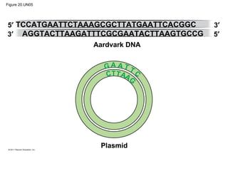 Figure 20.UN05
Aardvark DNA
Plasmid
5′
3′ 5′
3′TCCATGAATTCTAAAGCGCTTATGAATTCACGGC
AGGTACTTAAGATTTCGCGAATACTTAAGTGCCG
G
G
A A
AATT
T T
C C
 