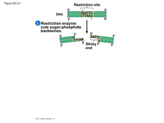 Figure 20.3-1
Restriction enzyme
cuts sugar-phosphate
backbones.
Restriction site
DNA
5′
5′
5′
5′
5′
5′
3′
3′
3′
3′
3′
3′
1
Sticky
end
GAATTC
CTTAAG
CTTAA
G AATTC
G
 