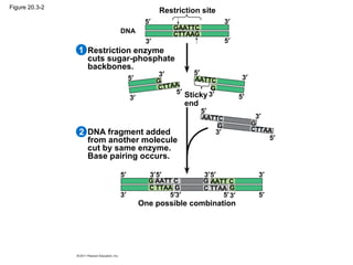 Figure 20.3-2
One possible combination
DNA fragment added
from another molecule
cut by same enzyme.
Base pairing occurs.
Restriction enzyme
cuts sugar-phosphate
backbones.
Restriction site
DNA
5′
5′
5′
5′
5′
5′
5′
5′
5′5′
5′
5′
5′5′
3′
3′
3′
3′
3′
3′
3′
3′
3′
3′
3′
3′
3′
3′
2
1
Sticky
end
GAATTC
CTTAAG
CTTAA
G AATTC
G
GG
AATTC
CTTAA
G
G
G
G
AATT CAATT C
C TTAA C TTAA
 