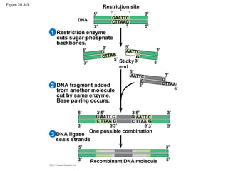 Figure 20.3-3
Recombinant DNA molecule
One possible combination
DNA ligase
seals strands
DNA fragment added
from another molecule
cut by same enzyme.
Base pairing occurs.
Restriction enzyme
cuts sugar-phosphate
backbones.
Restriction site
DNA
5′
5′
5′
5′
5′
5′
5′
5′
5′5′
5′
5′
5′5′
5′
5′
3′
3′
3′
3′
3′
3′
3′
3′
3′
3′
3′
3′
3′
3′
3′
3′
2
3
1
Sticky
end
GAATTC
CTTAAG
CTTAA
G AATTC
G
GG
AATTC
CTTAA
G
G
G
G
AATT CAATT C
C TTAA C TTAA
 