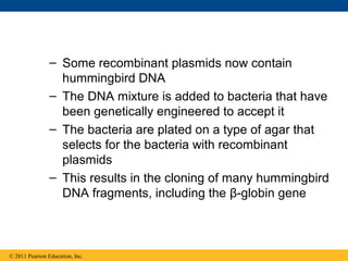 – Some recombinant plasmids now contain
hummingbird DNA
– The DNA mixture is added to bacteria that have
been genetically engineered to accept it
– The bacteria are plated on a type of agar that
selects for the bacteria with recombinant
plasmids
– This results in the cloning of many hummingbird
DNA fragments, including the β-globin gene
© 2011 Pearson Education, Inc.
 