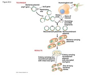 Figure 20.4
Bacterial plasmid
TECHNIQUE
RESULTS
ampR
gene lacZ gene
Restriction
site
Hummingbird cell
Sticky
ends Gene of
interest
Humming-
bird DNA
fragments
Recombinant plasmids Nonrecombinant
plasmid
Bacteria carrying
plasmids
Colony carrying non-
recombinant plasmid
with intact lacZ gene
Colony carrying
recombinant
plasmid
with disrupted
lacZ gene
One of many
bacterial
clones
 