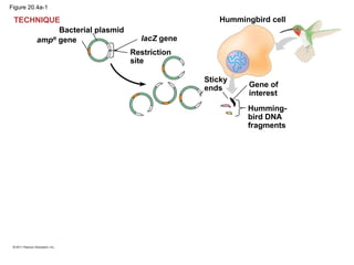 Figure 20.4a-1
Bacterial plasmid
TECHNIQUE
ampR
gene lacZ gene
Restriction
site
Hummingbird cell
Sticky
ends Gene of
interest
Humming-
bird DNA
fragments
 