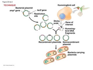 Figure 20.4a-3
Bacterial plasmid
TECHNIQUE
ampR
gene lacZ gene
Restriction
site
Hummingbird cell
Sticky
ends Gene of
interest
Humming-
bird DNA
fragments
Recombinant plasmids Nonrecombinant
plasmid
Bacteria carrying
plasmids
 