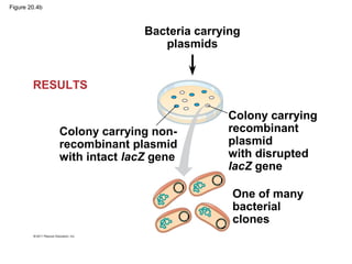 Figure 20.4b
RESULTS
Bacteria carrying
plasmids
Colony carrying non-
recombinant plasmid
with intact lacZ gene
Colony carrying
recombinant
plasmid
with disrupted
lacZ gene
One of many
bacterial
clones
 