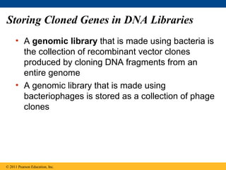 Storing Cloned Genes in DNA Libraries
• A genomic library that is made using bacteria is
the collection of recombinant vector clones
produced by cloning DNA fragments from an
entire genome
• A genomic library that is made using
bacteriophages is stored as a collection of phage
clones
© 2011 Pearson Education, Inc.
 