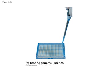 Figure 20.5a
(c) Storing genome libraries
 