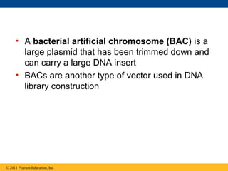 • A bacterial artificial chromosome (BAC) is a
large plasmid that has been trimmed down and
can carry a large DNA insert
• BACs are another type of vector used in DNA
library construction
© 2011 Pearson Education, Inc.
 
