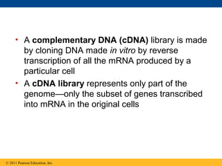 • A complementary DNA (cDNA) library is made
by cloning DNA made in vitro by reverse
transcription of all the mRNA produced by a
particular cell
• A cDNA library represents only part of the
genome—only the subset of genes transcribed
into mRNA in the original cells
© 2011 Pearson Education, Inc.
 