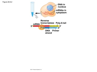 Figure 20.6-2
DNA in
nucleus
mRNAs in
cytoplasm
mRNA
Reverse
transcriptase Poly-A tail
DNA
strand
Primer
5′
5′
3′
3′
A A A A A A
T T T T T
 