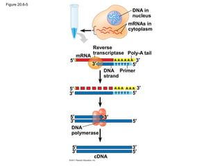 Figure 20.6-5
DNA in
nucleus
mRNAs in
cytoplasm
mRNA
Reverse
transcriptase Poly-A tail
DNA
strand
Primer
DNA
polymerase
cDNA
5′
5′
5′
5′
5′
5′
5′
5′
3′
3′
3′
3′
3′
3′
3′
3′
A A A A A A
A A A A A A
T T T T T
T T T T T
 