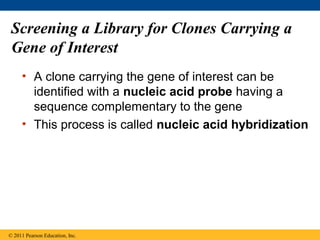 Screening a Library for Clones Carrying a
Gene of Interest
• A clone carrying the gene of interest can be
identified with a nucleic acid probe having a
sequence complementary to the gene
• This process is called nucleic acid hybridization
© 2011 Pearson Education, Inc.
 