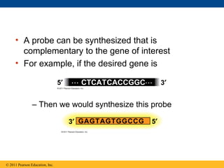 • A probe can be synthesized that is
complementary to the gene of interest
• For example, if the desired gene is
– Then we would synthesize this probe
© 2011 Pearson Education, Inc.
5′ 3′⋅⋅⋅ CTCATCACCGGC⋅⋅⋅
5′3′ GAGTAGTGGCCG
 