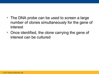 • The DNA probe can be used to screen a large
number of clones simultaneously for the gene of
interest
• Once identified, the clone carrying the gene of
interest can be cultured
© 2011 Pearson Education, Inc.
 