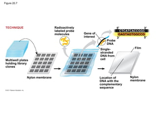 Figure 20.7
Radioactively
labeled probe
molecules Gene of
interest
Probe
DNA
Single-
stranded
DNA from
cell
Film
Location of
DNA with the
complementary
sequence
Nylon
membrane
Nylon membrane
Multiwell plates
holding library
clones
TECHNIQUE 5′
5′3′
3′
GAGTAGTGGCCG
⋅⋅⋅ CTCATCACCGGC⋅⋅⋅
 