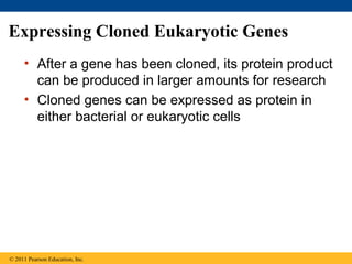 Expressing Cloned Eukaryotic Genes
• After a gene has been cloned, its protein product
can be produced in larger amounts for research
• Cloned genes can be expressed as protein in
either bacterial or eukaryotic cells
© 2011 Pearson Education, Inc.
 