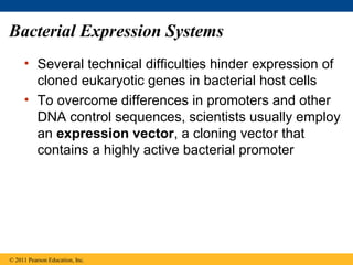 Bacterial Expression Systems
• Several technical difficulties hinder expression of
cloned eukaryotic genes in bacterial host cells
• To overcome differences in promoters and other
DNA control sequences, scientists usually employ
an expression vector, a cloning vector that
contains a highly active bacterial promoter
© 2011 Pearson Education, Inc.
 