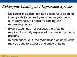 Eukaryotic Cloning and Expression Systems
• Molecular biologists can avoid eukaryote-bacterial
incompatibility issues by using eukaryotic cells,
such as yeasts, as hosts for cloning and
expressing genes
• Even yeasts may not possess the proteins
required to modify expressed mammalian proteins
properly
• In such cases, cultured mammalian or insect cells
may be used to express and study proteins
© 2011 Pearson Education, Inc.
 