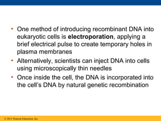 • One method of introducing recombinant DNA into
eukaryotic cells is electroporation, applying a
brief electrical pulse to create temporary holes in
plasma membranes
• Alternatively, scientists can inject DNA into cells
using microscopically thin needles
• Once inside the cell, the DNA is incorporated into
the cell’s DNA by natural genetic recombination
© 2011 Pearson Education, Inc.
 