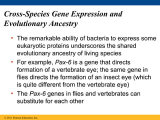 Cross-Species Gene Expression and
Evolutionary Ancestry
• The remarkable ability of bacteria to express some
eukaryotic proteins underscores the shared
evolutionary ancestry of living species
• For example, Pax-6 is a gene that directs
formation of a vertebrate eye; the same gene in
flies directs the formation of an insect eye (which
is quite different from the vertebrate eye)
• The Pax-6 genes in flies and vertebrates can
substitute for each other
© 2011 Pearson Education, Inc.
 