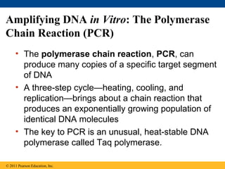 Amplifying DNA in Vitro: The Polymerase
Chain Reaction (PCR)
• The polymerase chain reaction, PCR, can
produce many copies of a specific target segment
of DNA
• A three-step cycle—heating, cooling, and
replication—brings about a chain reaction that
produces an exponentially growing population of
identical DNA molecules
• The key to PCR is an unusual, heat-stable DNA
polymerase called Taq polymerase.
© 2011 Pearson Education, Inc.
 