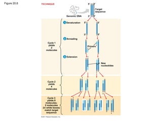 Figure 20.8
Genomic DNA
Target
sequence
Denaturation
Annealing
Extension
Primers
New
nucleotides
Cycle 1
yields
2
molecules
Cycle 2
yields
4
molecules
Cycle 3
yields 8
molecules;
2 molecules
(in white boxes)
match target
sequence
5′
5′
5′
5′
3′
3′
3′
3′
2
3
1
TECHNIQUE
 