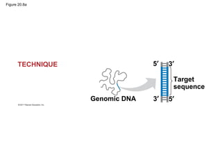 Figure 20.8a
Genomic DNA
Target
sequence
5′
5′
3′
3′
TECHNIQUE
 